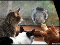 Мемы приколы про котов и кошек картинки 1472234411_056.jpg