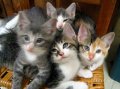 Мемы приколы про котов и кошек картинки 1472234414_036.jpg