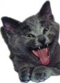 Мемы приколы про котов и кошек картинки 1472234419_153.jpg