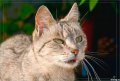 Мемы приколы про котов и кошек картинки 1472234426_027.jpg