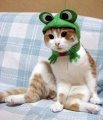 Мемы приколы про котов и кошек картинки 1472234431_161.jpg