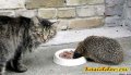 Мемы приколы про котов и кошек картинки 1472234434_014.jpg