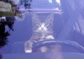 Мемы приколы про котов и кошек картинки 1472234442_203.jpg