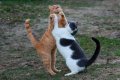 Мемы приколы про котов и кошек картинки 1472234445_070.jpg