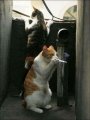 Мемы приколы про котов и кошек картинки 1472234448_294.jpg