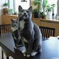 Мемы приколы про котов и кошек картинки 1472234449_289.jpg