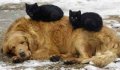 Мемы приколы про котов и кошек картинки 1472234451_022.jpg