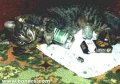 Мемы приколы про котов и кошек картинки 1472234483_118.jpg