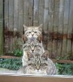 Мемы приколы про котов и кошек картинки 1472234486_215.jpg