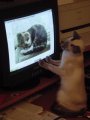 Мемы приколы про котов и кошек картинки 1472234493_269.jpg