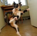 Мемы приколы про котов и кошек картинки 1472234501_296.jpg