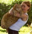 Мемы приколы про котов и кошек картинки 1472234507_252.jpg