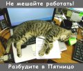 Мемы приколы про котов и кошек картинки 1472234531_314.jpg